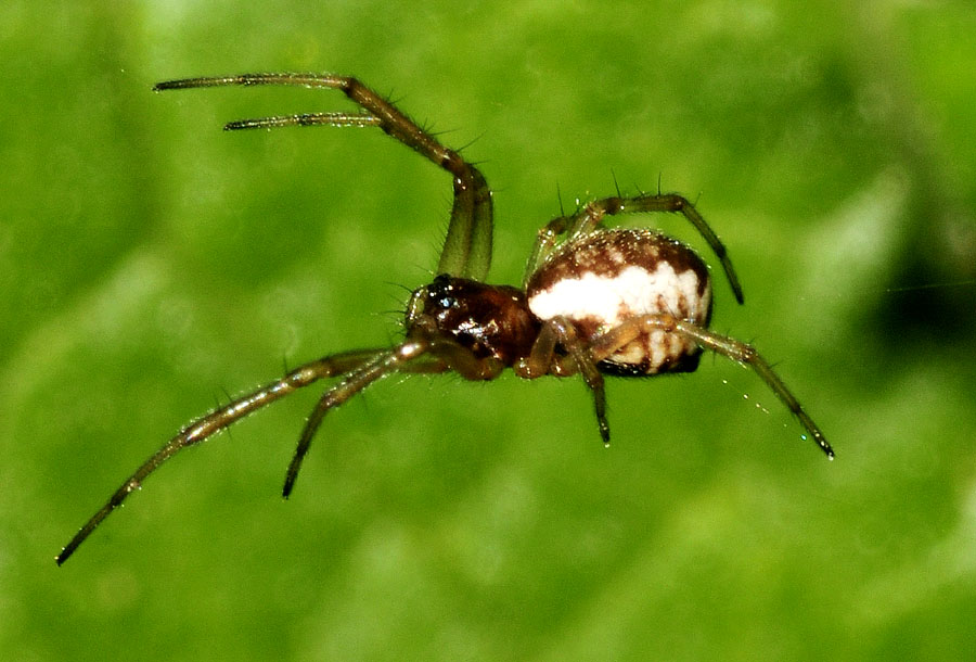 Neriene sp. - Colombarone (MO)